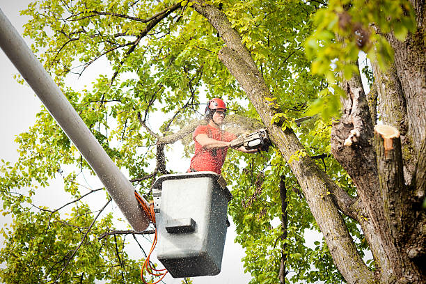 Professional Tree Services in Eau Claire, WI